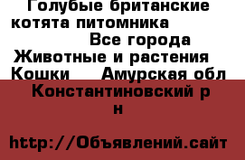 Голубые британские котята питомника Silvery Snow. - Все города Животные и растения » Кошки   . Амурская обл.,Константиновский р-н